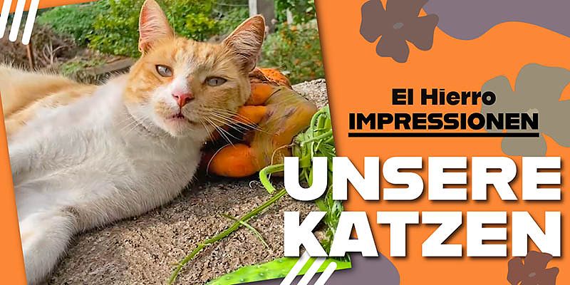 Jede der fünf Katzen, die auf unserer Finca mit uns leben, hat eine ihr eigene einmalige Persönlichkeit. Du darfst Dich bei diesem Video entspannen und einen Blick in das Leben von Rednose, Katerchen, Paulina, Whitenose und Romina werfen. 