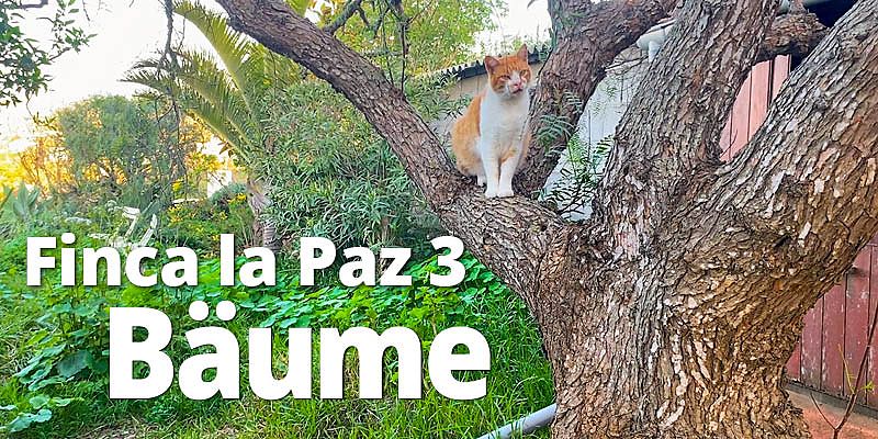 Finca La Paz 3 - In den vergangenen vier Jahren haben wir schon mehr als 100 Bäume gepflanzt. Wir erzählen euch in diesem Video über die Bäume, die hier wachsen und was sie uns bedeuten.