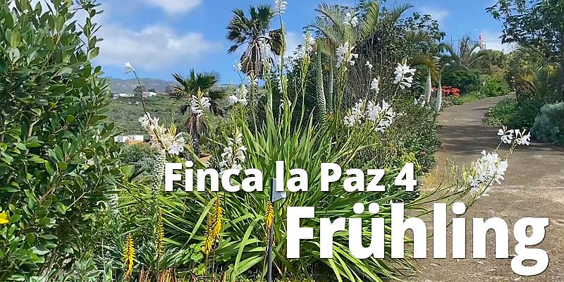 Nach dem Regen zeigen sich Blümchen, Kräuter, Gräser und zeugen von ihrem sprudelndem Lebenswillen. In diesem Video erfährst du, wie es im Frühling auf der Finca La Paz aussieht!