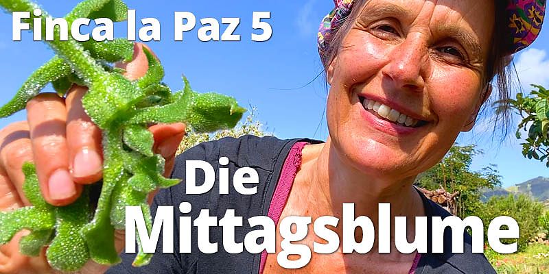 Sie hilft bei Neurodermitis, Ekzemen, trockener Haut, Sonnenbrand und unterstützt die Wundheilung. Die Mittagsblume hat uns überrascht! Wir stehen gerade am Anfang unserer Erforschung dieses neuen Gastes, der plötzlich da war. 