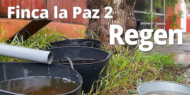 Finca La Paz 2 - Auch auf El Hierro regnet es manchmal. Das ist ein Highlight für alle Pflanzen. Mehr davon in unserem zweiten Video mit Eindrücken aus unserem Alltag.